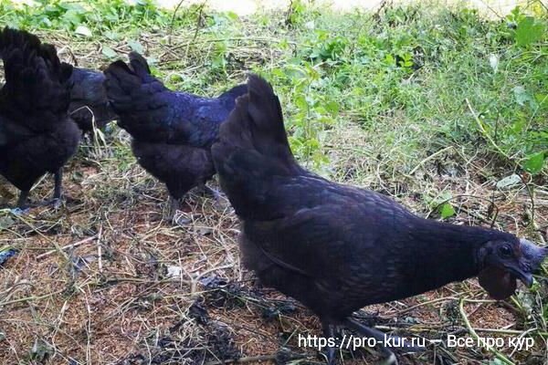 Куры ухейилюй фото и описание