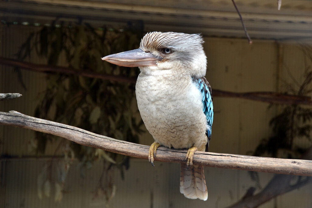 Кукабара смеется. Птица Австралии Кукабарра. Смеющаяся Кукабарра. Кукабарры птицы Австралии.
