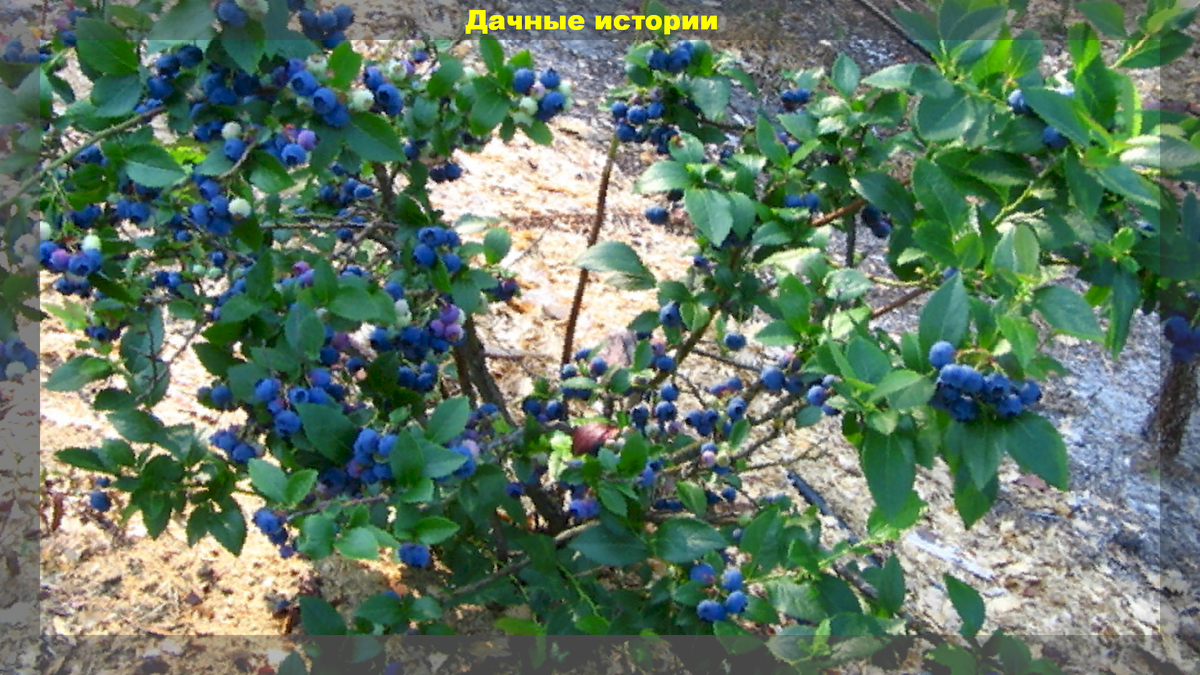 Жимолость и голубика. Голубика Садовая дерево. Голубика кустовая Садовая. Голубика Дрейпер.