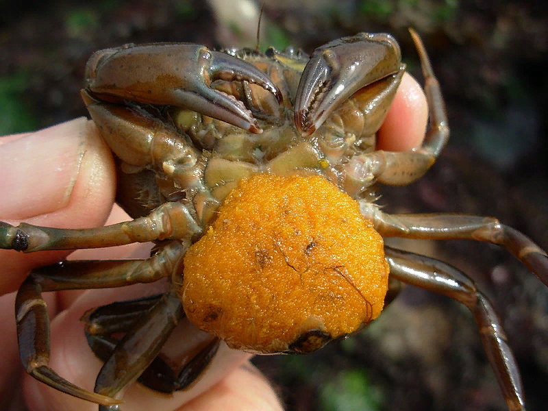 Личинка краба. Усоногий рачок саккулина. Carcinus Maenas.