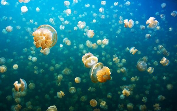 Озеро, в котором обитает 15 миллионов медуз-вегетарианцев