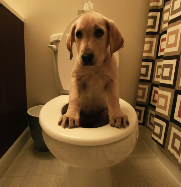 Можно ли научить собаку ходить так? 