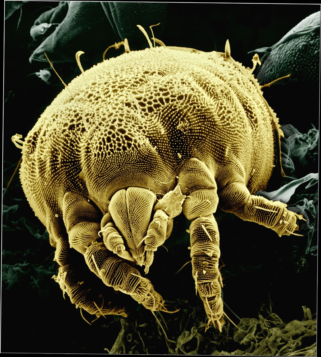 Paratarsotomus macropalpis  