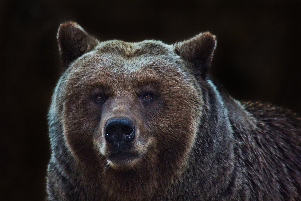 https://cdn.pixabay.com/photo/2019/04/11/03/40/bear-4118795_1280.jpg