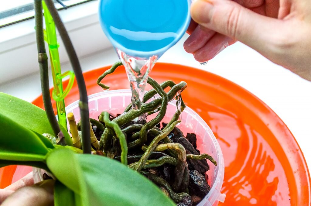 Как правильно поливать цветы перекисью водорода?