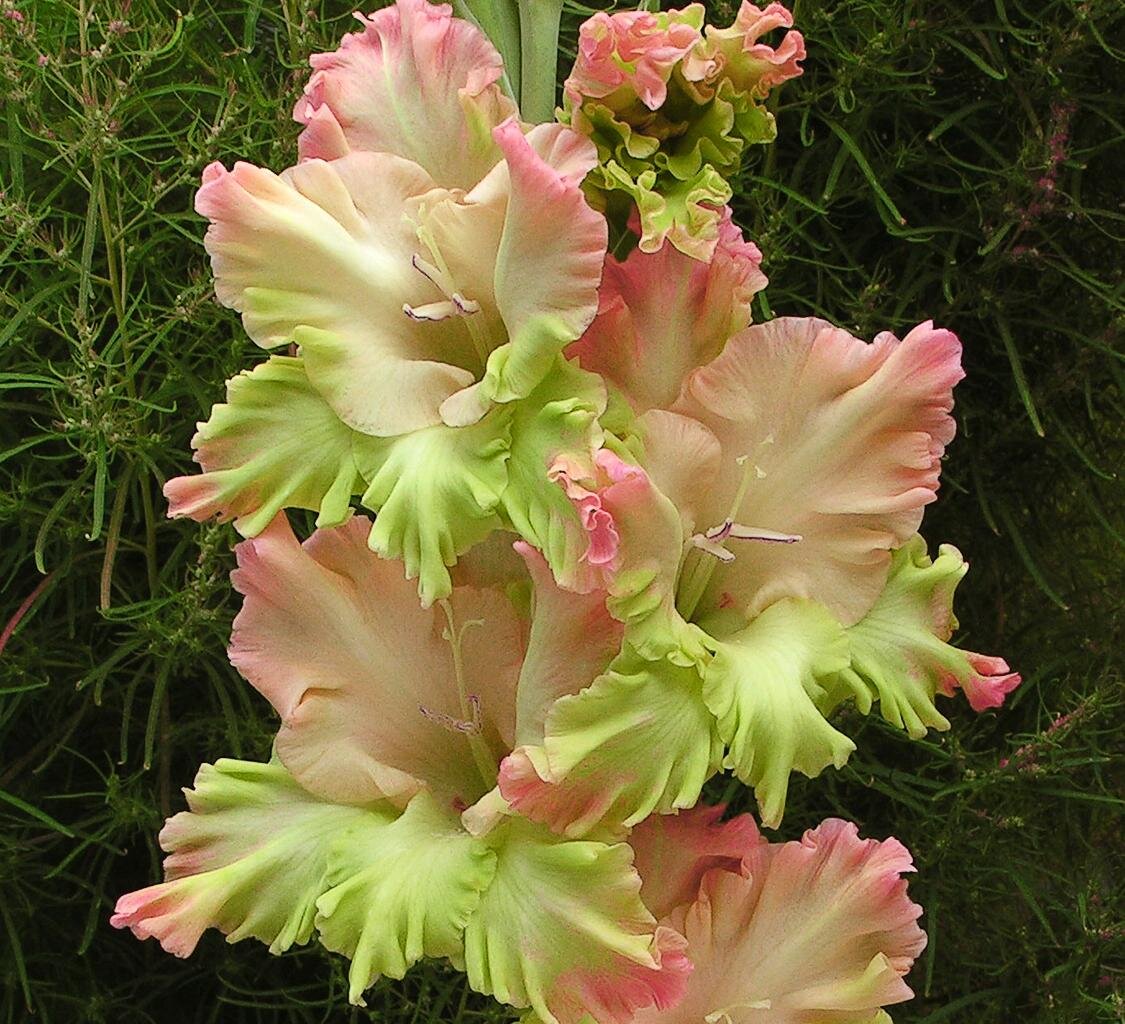 Гладиолус "Мадам Баттерфляй", 2005, Дыбов