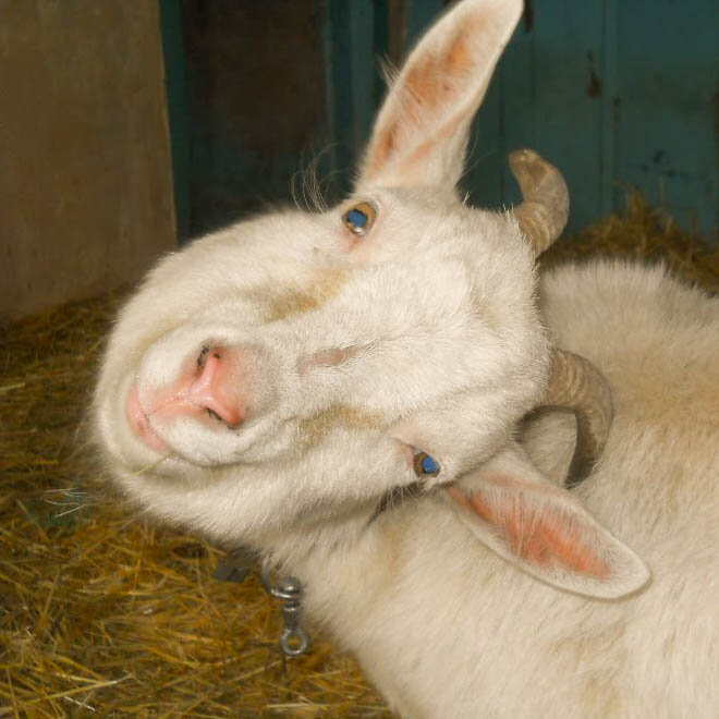 хорошо, когда есть рога - почесаться не проблема!