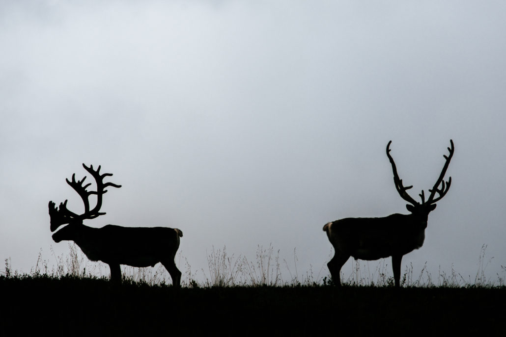 Фото Иван Кислов. Олени. Источник: http://ivankislov.ru/portfolio-item/deers/
