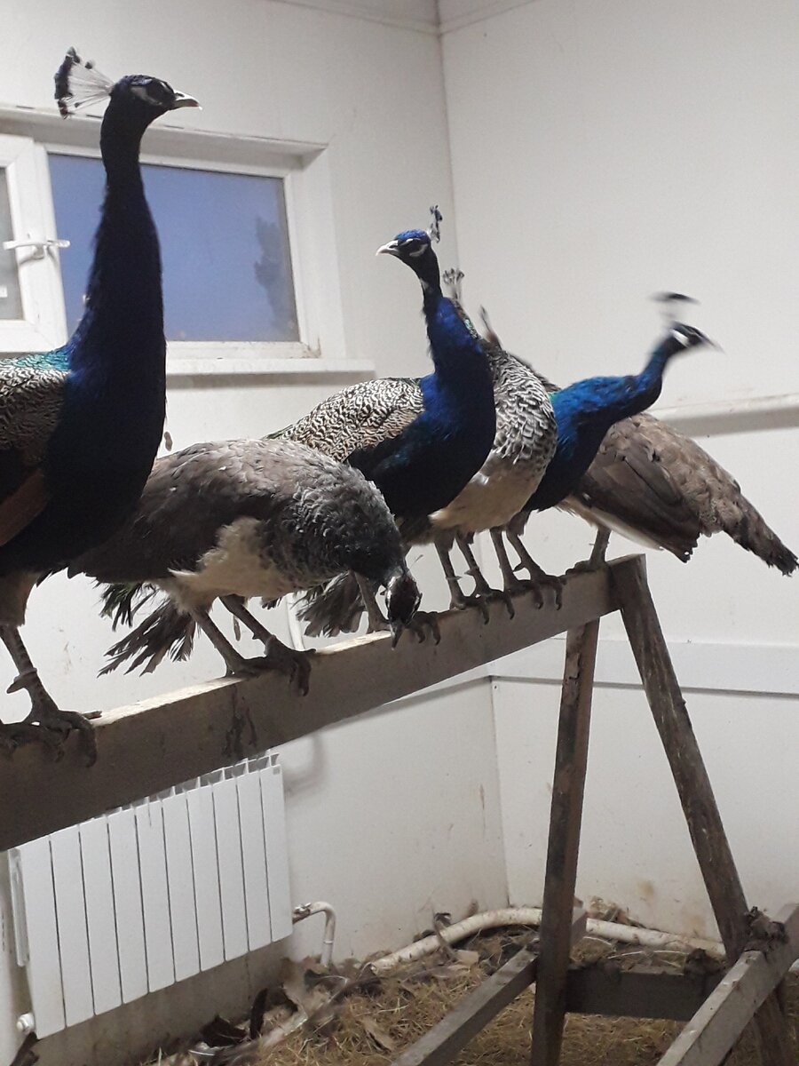 Чудо птицы.