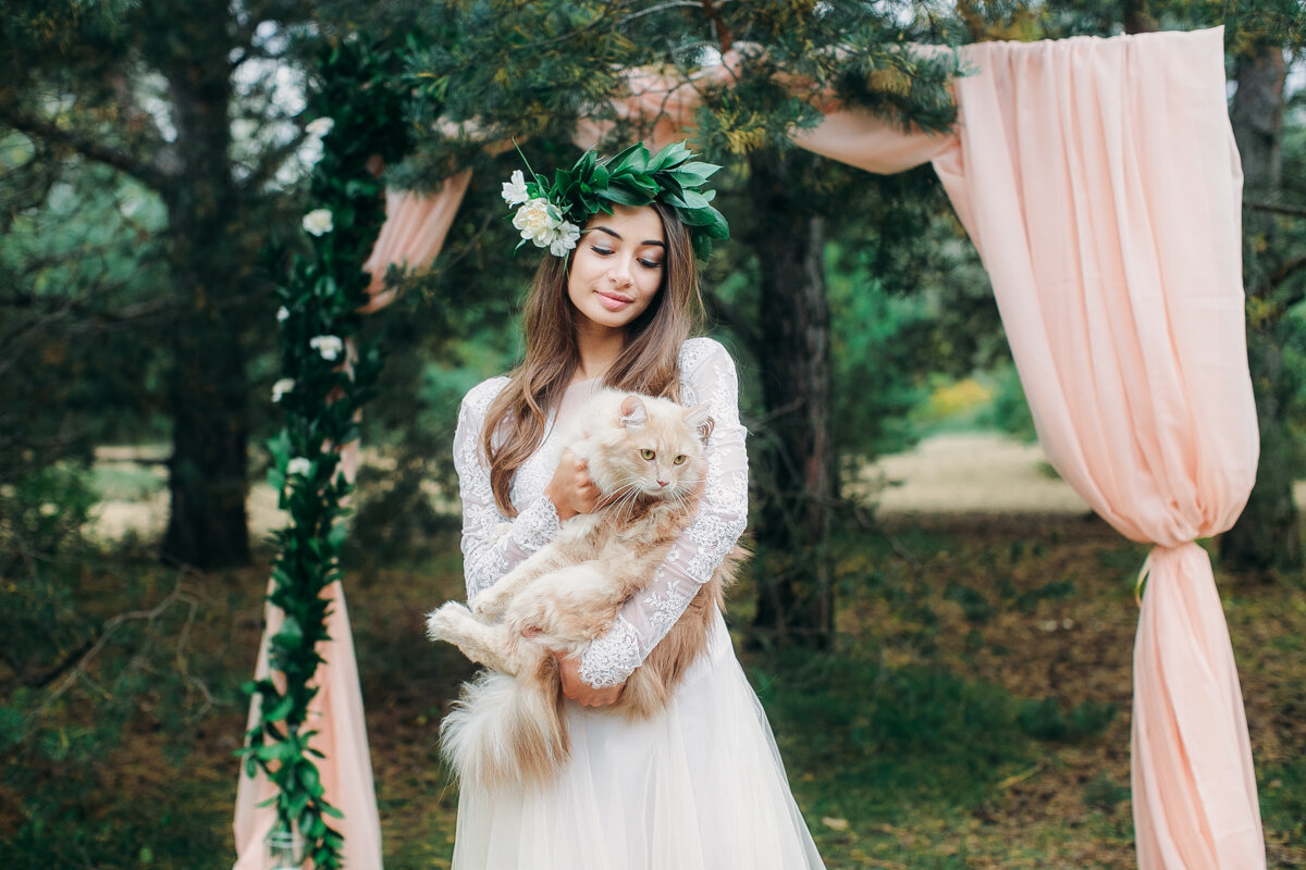 Кошки на свадьбах (оригинал фото на www.sfot.ru)