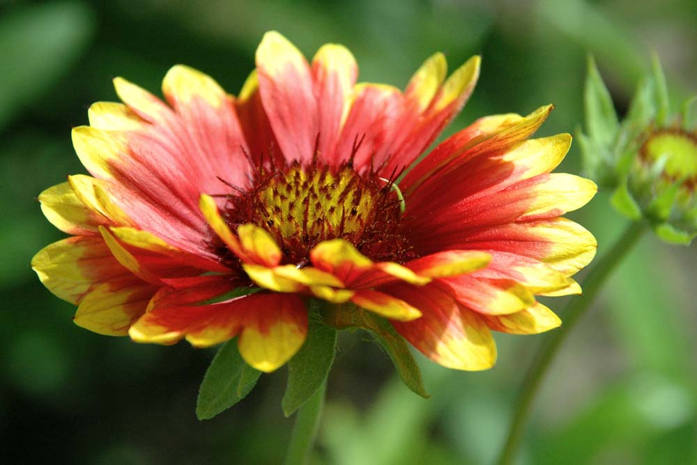 Гайлардия "Восточные узоры"