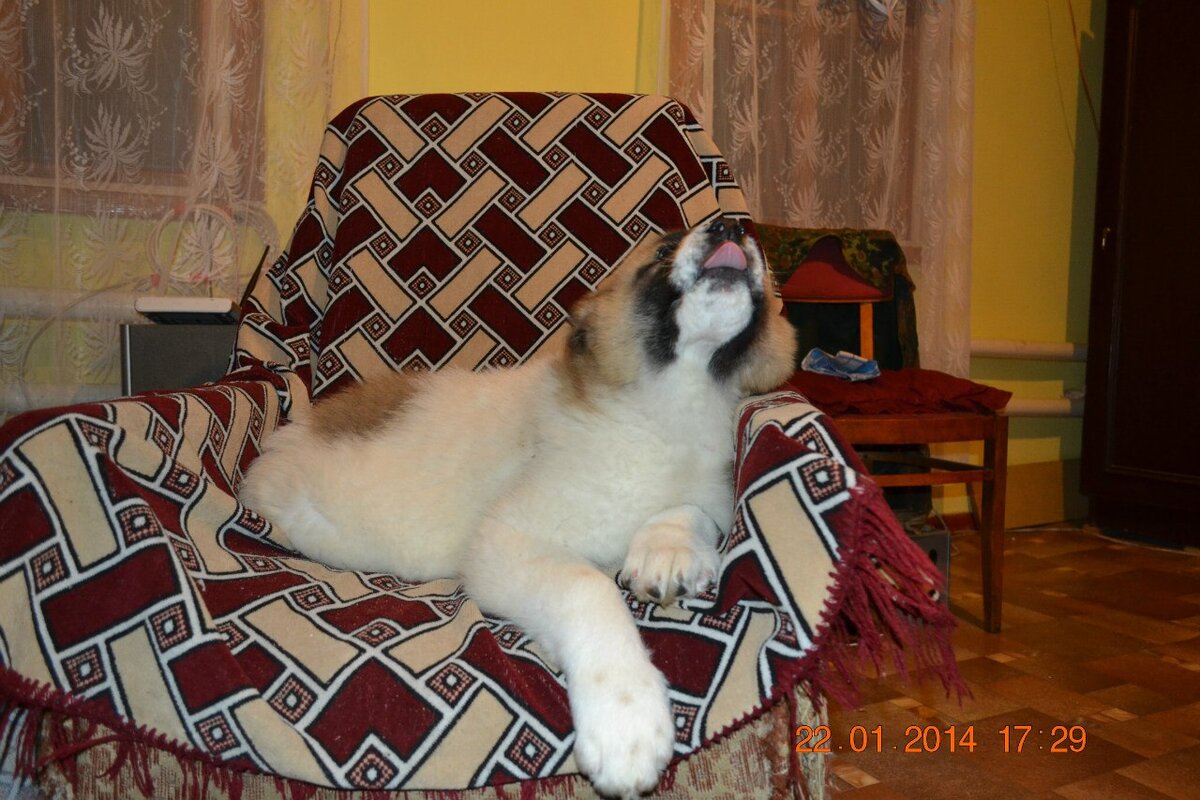 ...пока не заняли ваше кресло и не показали язык :)  На фото Чалар Душа Волка