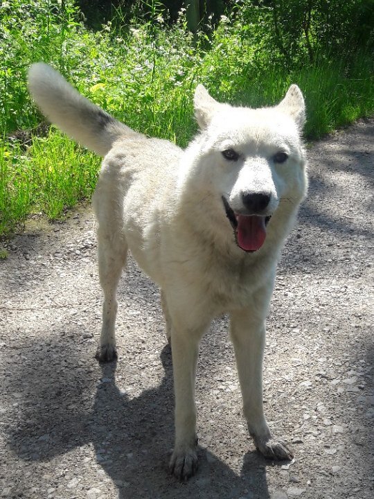 Невероятно белоснежный пёс