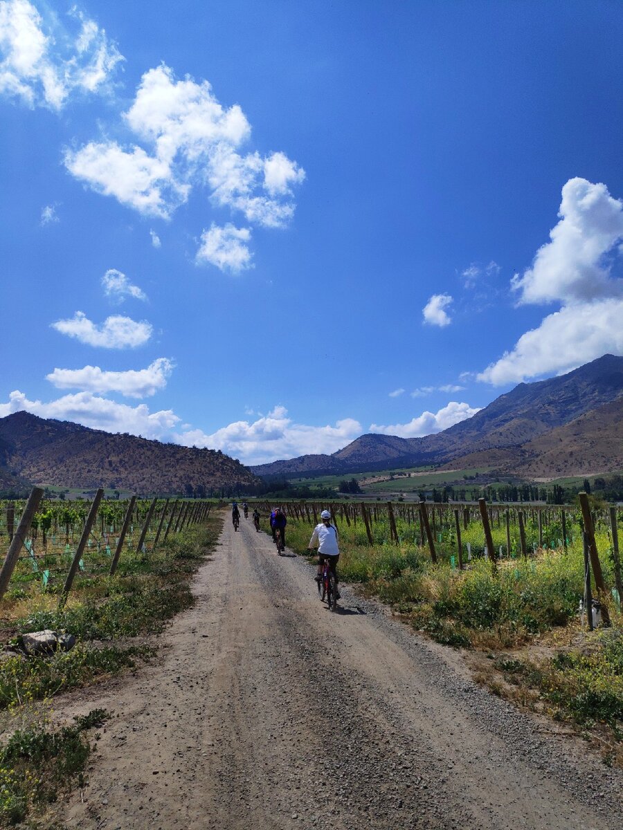 Винодельня Santa Rita, окрестности Сантьяго