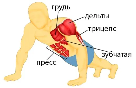 Отжимания на кулаках: что нужно знать перед началом занятий?