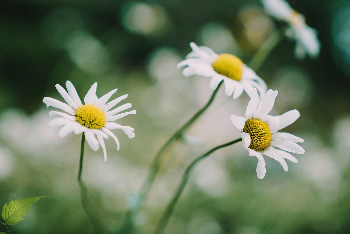 Фото: Jeremy Kyejo https://pixabay.com/