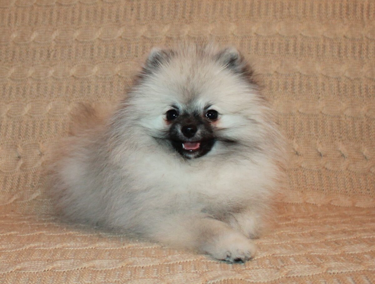 Немецкий шпиц Яркий Бриллиант.