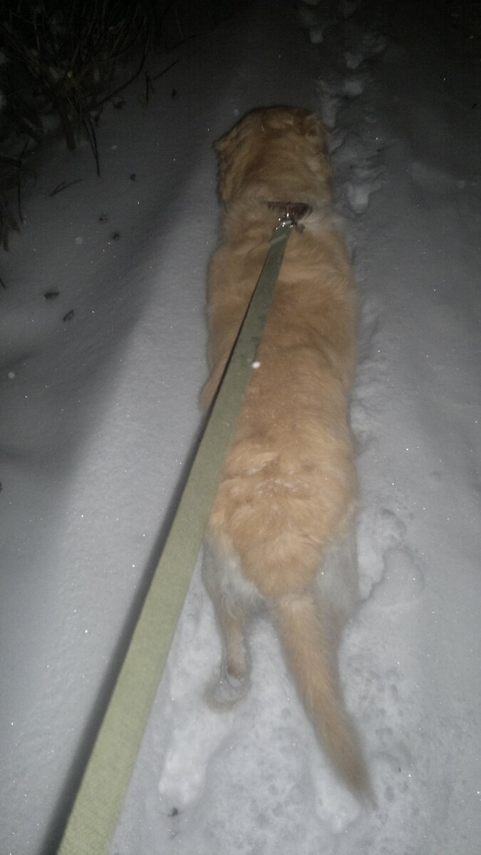 Следуй за мной! (зимний вариант)