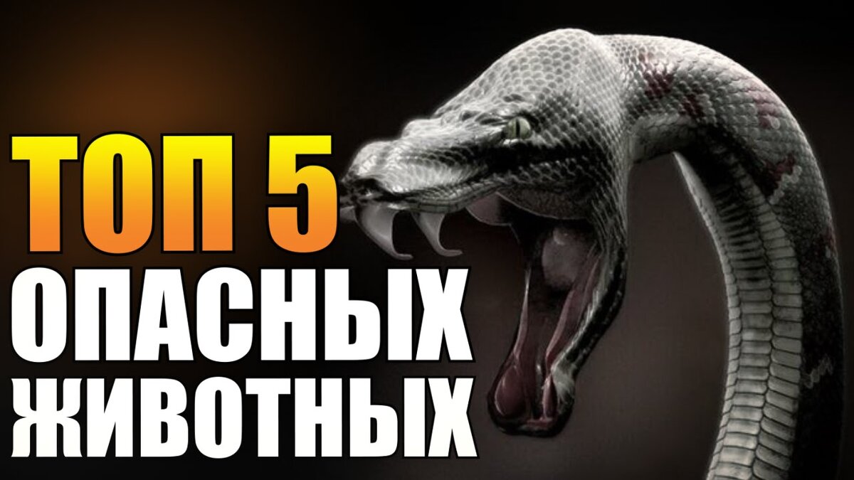 Топ опасных животных. Топ 5 самых опасных животных в мире. Самые опасные животны в мир. Опасное существо в мире. Широкомордый кайман.