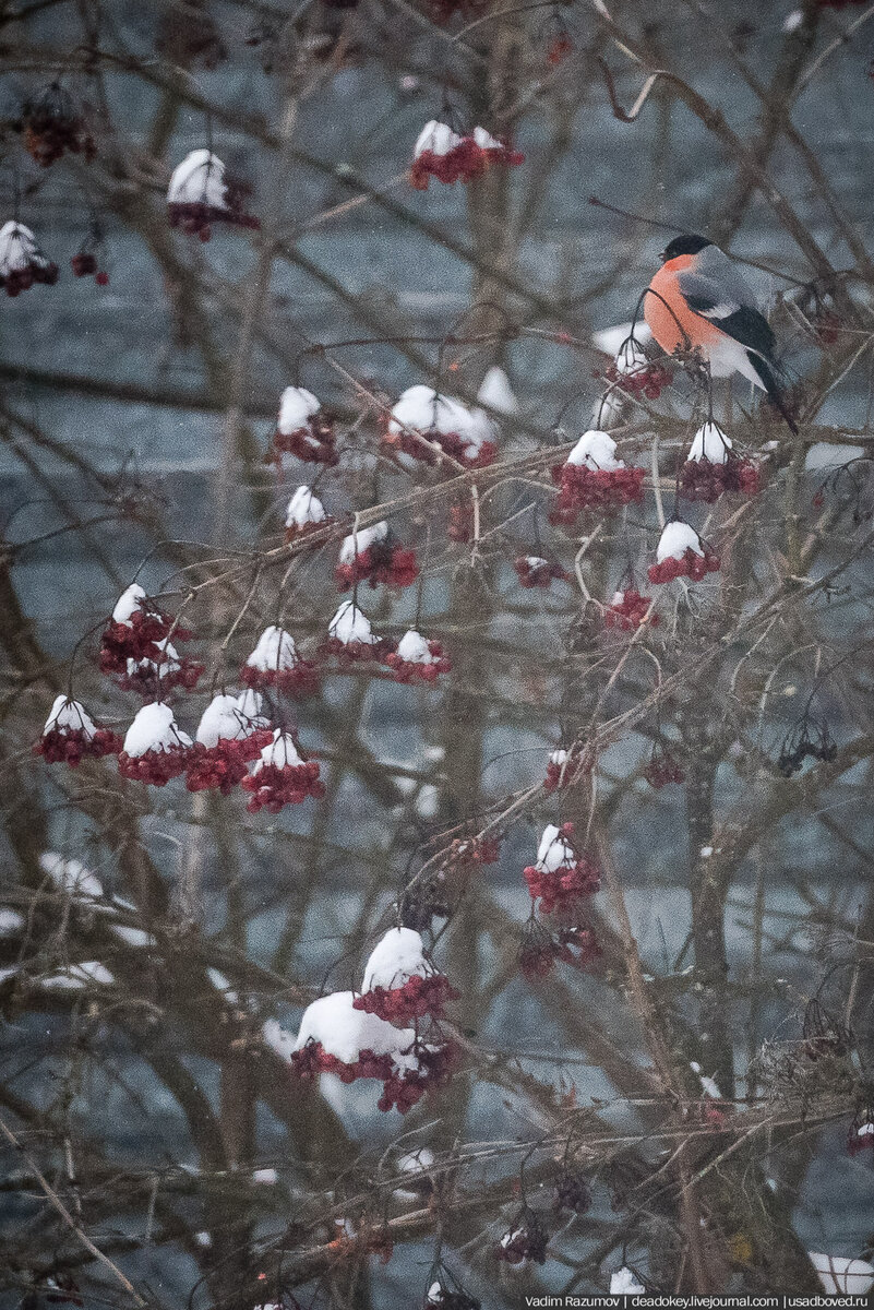 2. За окном у нас растет калина, которой в холодное время года очень любят лакомиться пернатые. У окна теперь постоянно лежит телевик. А это - прекрасный снегирь, запечатленный мной совсем недавно.

