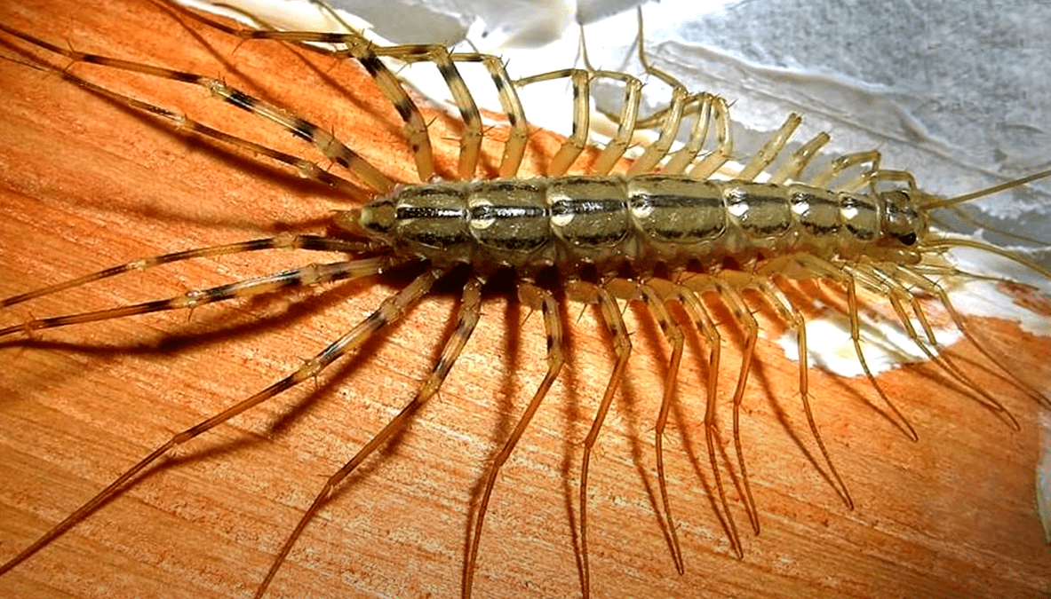 Многоножка из отряда Scutigeromorpha