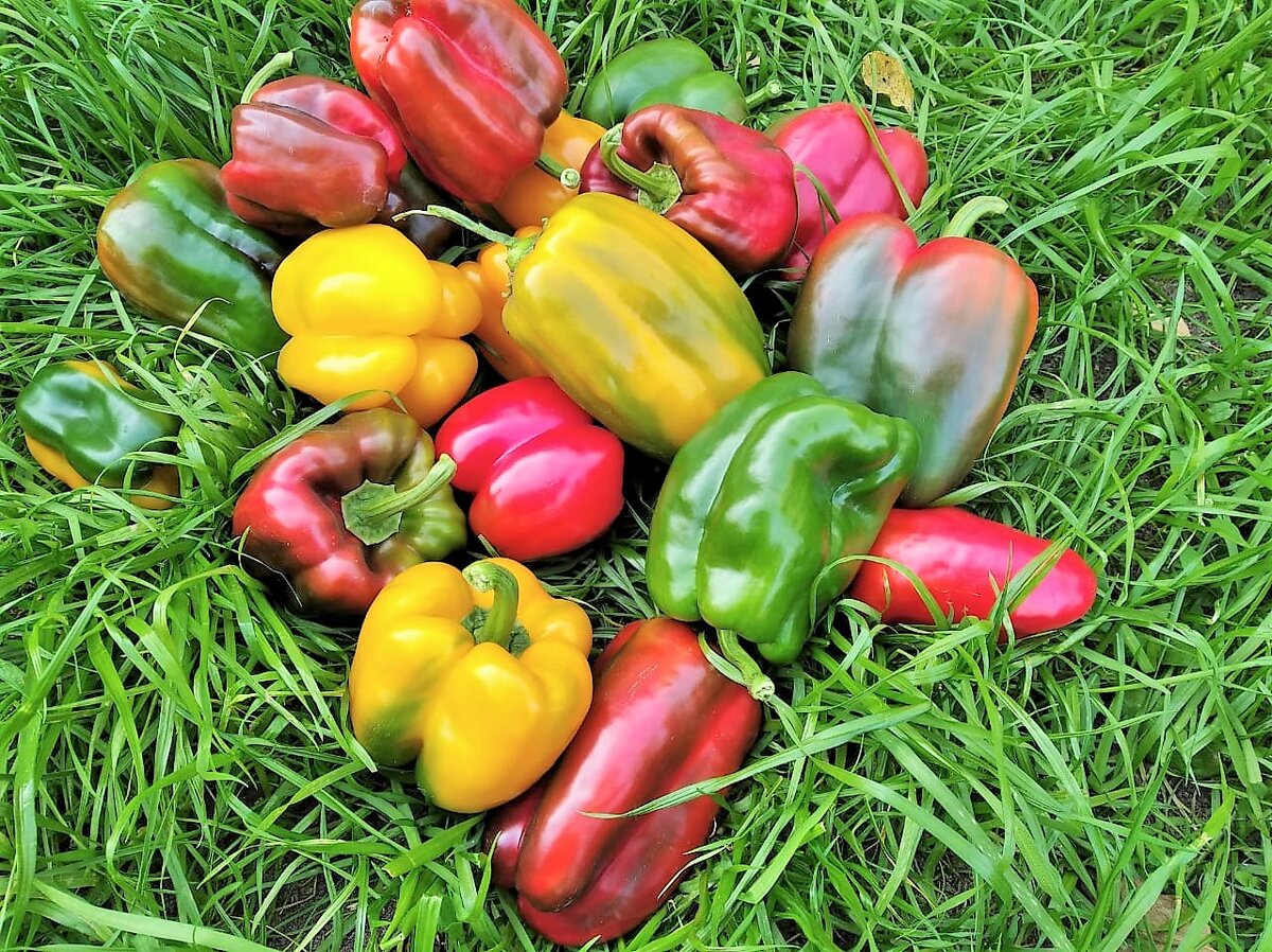 Фото автора. Перцы от подруги автора.