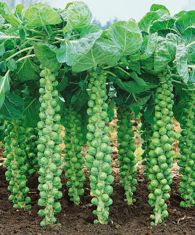 фото ogorodnik24.ru