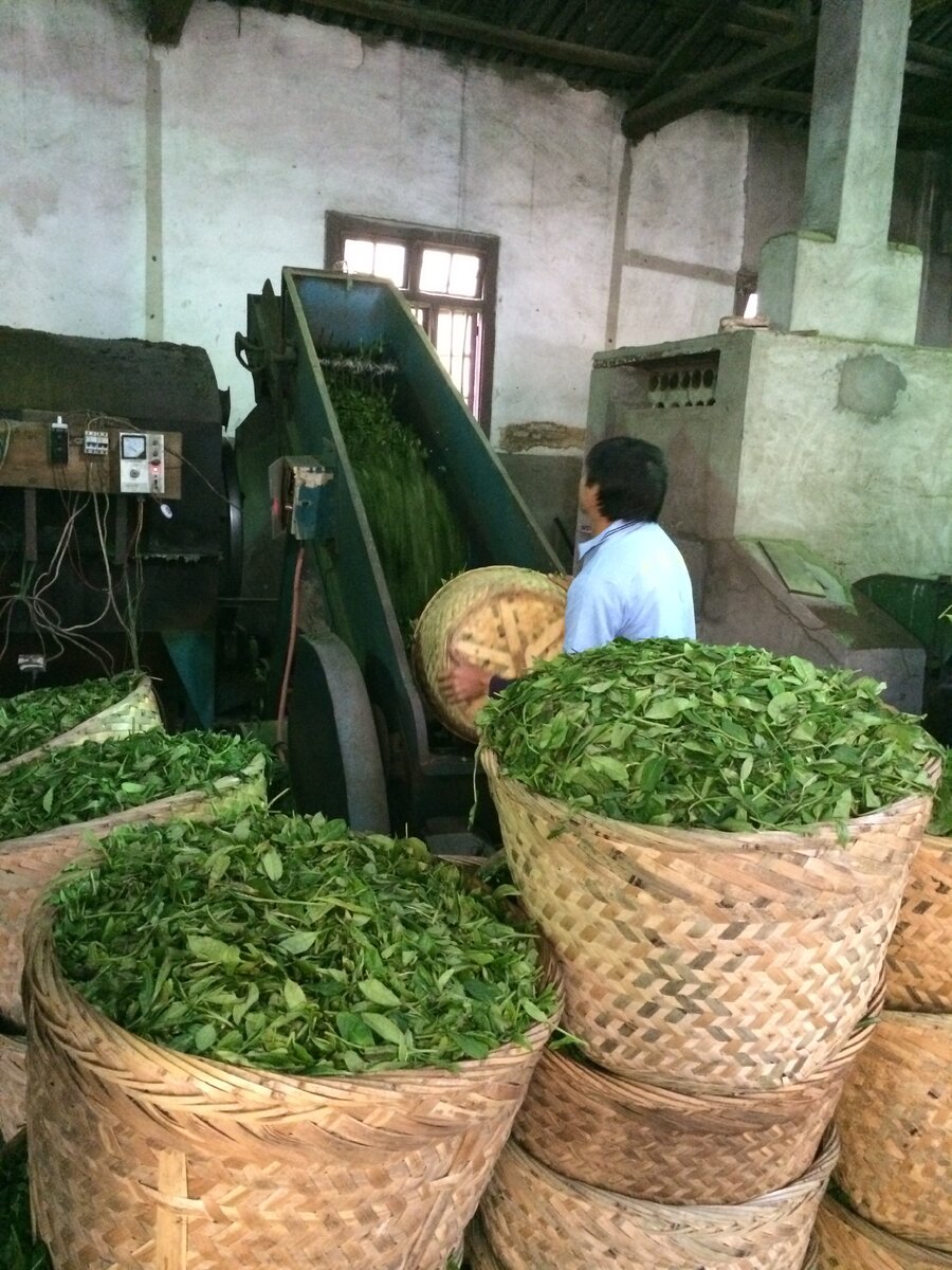 Много всего уже написано про типы и виды чая. Я расскажу о простом и понятном способе, как разобраться в чаях. 