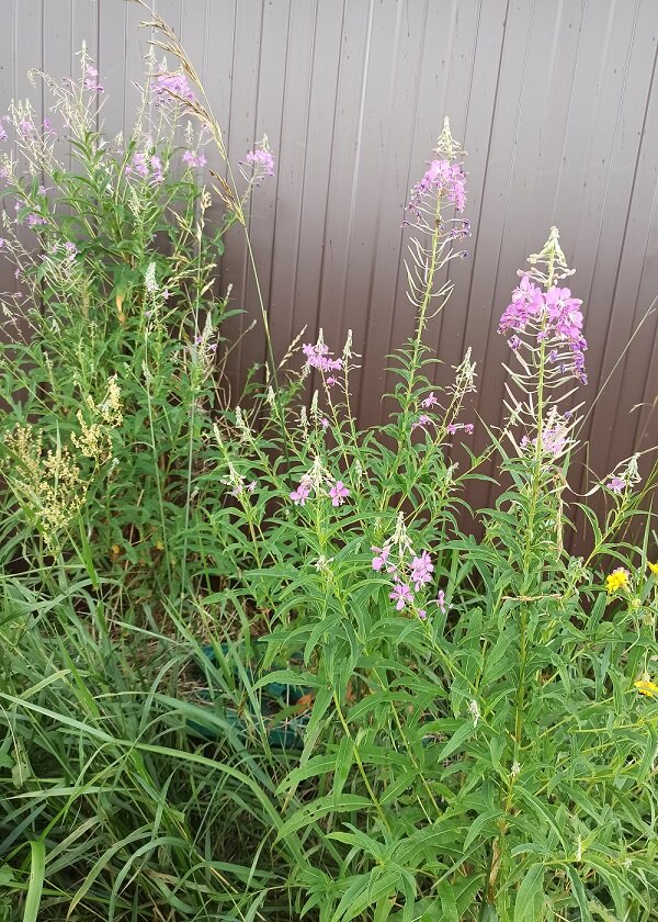 Иван-чай, он же кипрей узколистный — многолетнее травянистое растение. Произрастает на опушках лесов, холмах, по краям оврагов, вокруг ручьев и на лесных пожарищах в виде высоких метелок характерного розово-сиреневого цвета.  