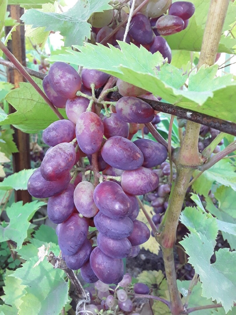 Лучший виноград моего сада: три сорта, с которыми я не расстанусь и смелорекомендую для начинающих