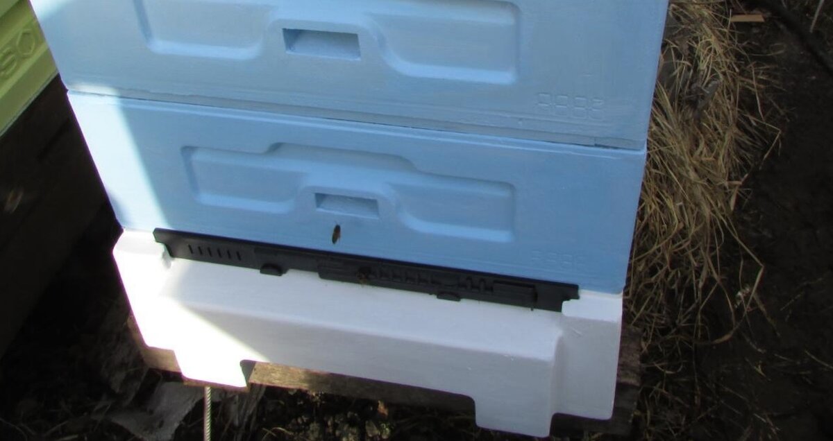 улей биненхаус в Подмосковье