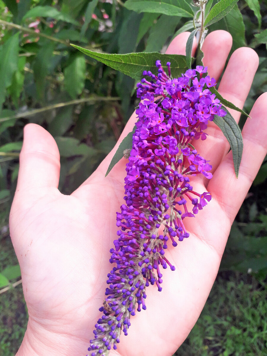 Pugster Amethyst Butterfly Bush Buddleia