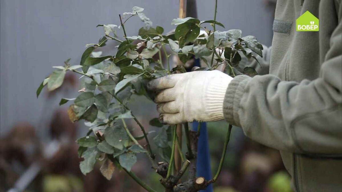 У данного вида розы плохо переносит зиму именно крона, вот почему важно правильно подготовить условия для её зимовки.