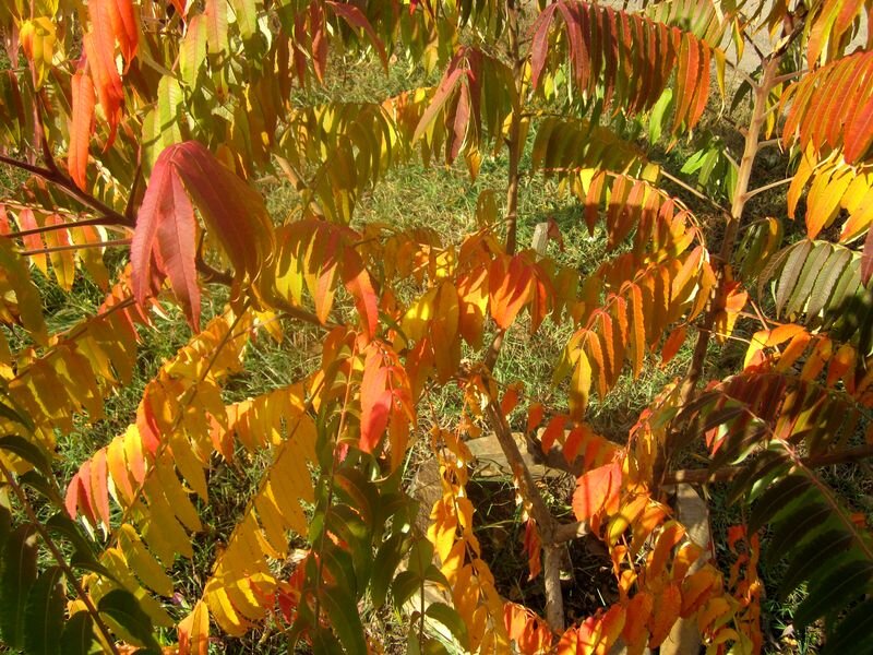 Собственное фото автора