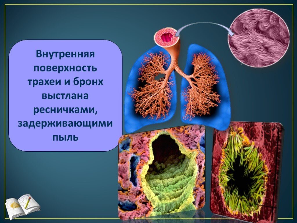 Интернет-проект «Вестник ЗОЖ». Как помочь организму очистить легкие после того, как бросил курить?