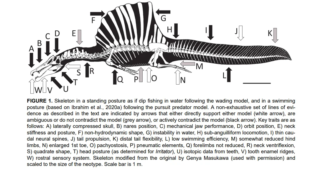 Скелет спиозавра. Белым показаны адаптации, указывающие на водный образ жизни, серым - те, что не мешают ему, чёрным - те, что мешают. Иллюстрация из статьи Hone, David W.E. and Holtz, Thomas R., Jr. 2021. Evaluating the ecology of Spinosaurus: Shoreline generalist or aquatic pursuit specialist? Palaeontologia Electronica, 24(1):a03. https://doi.org/10.26879/1110