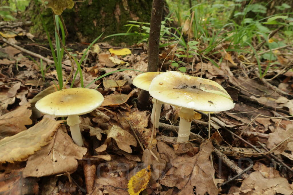 Три грации (фото И.Лебединского)