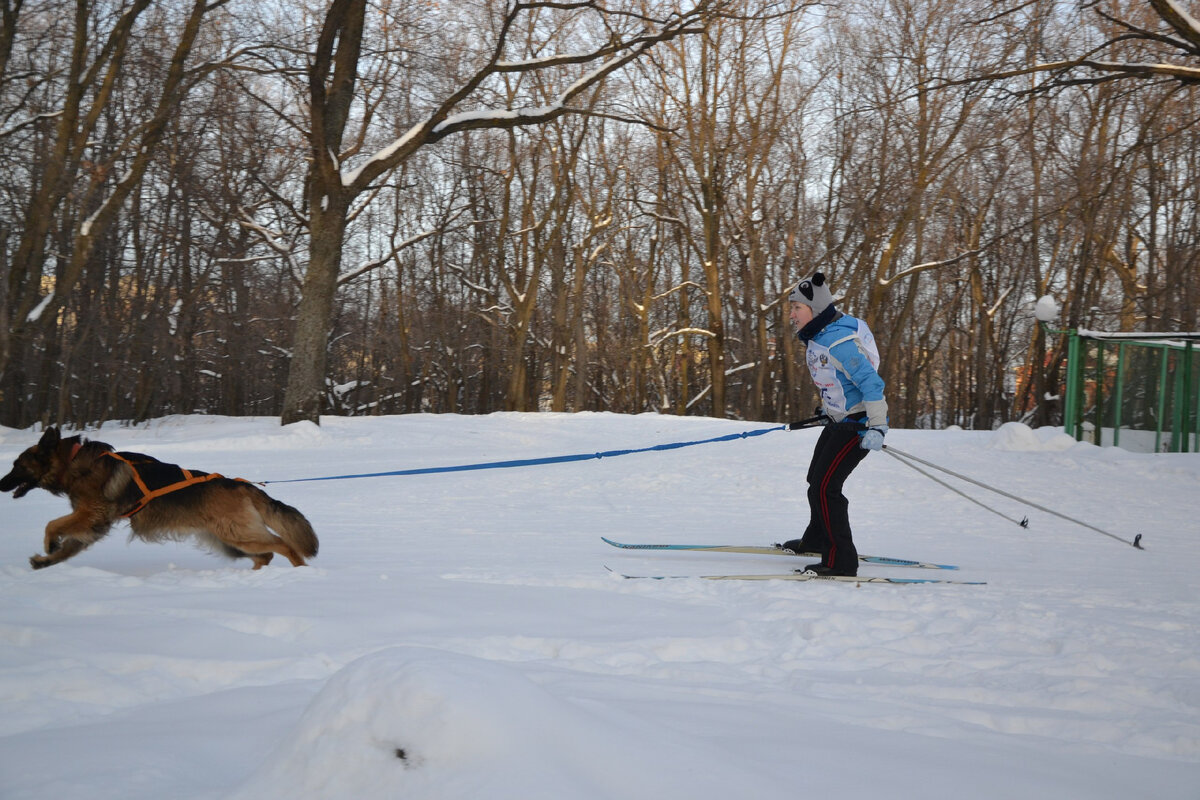 С помощником бегать на лыжах оказалось гораздо веселее!)