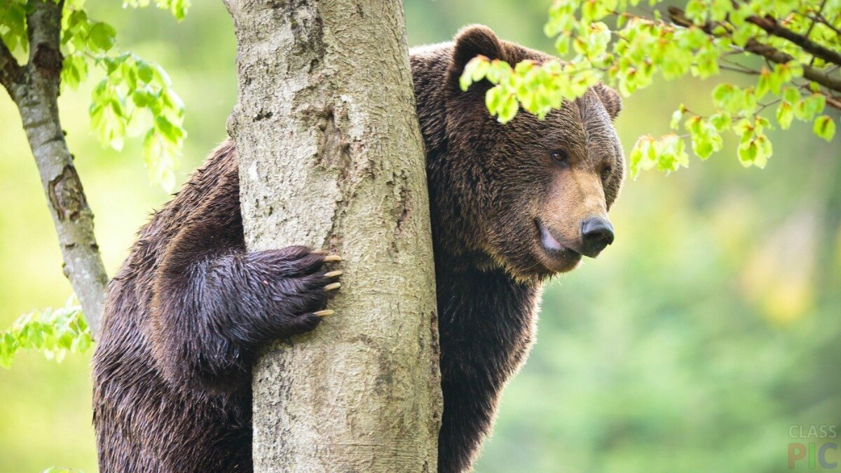 Что делать если Вы встретили медведя