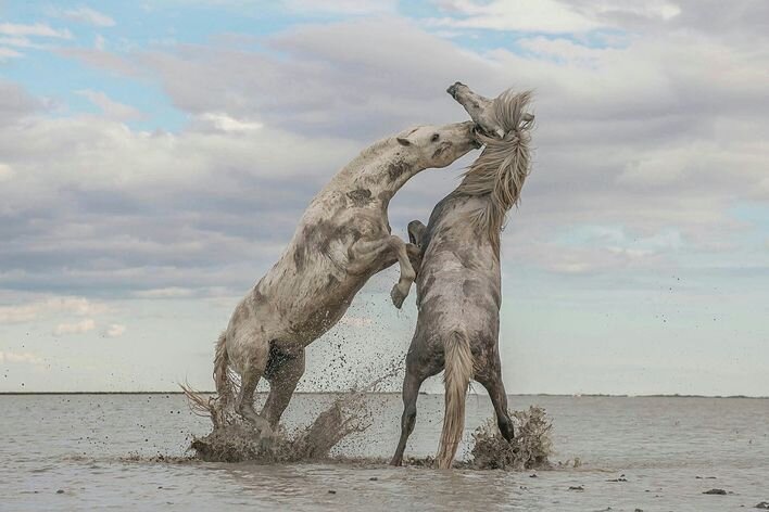 2021 Platinum Winner, Beauté de Camargue, © Camille Briottet, France 