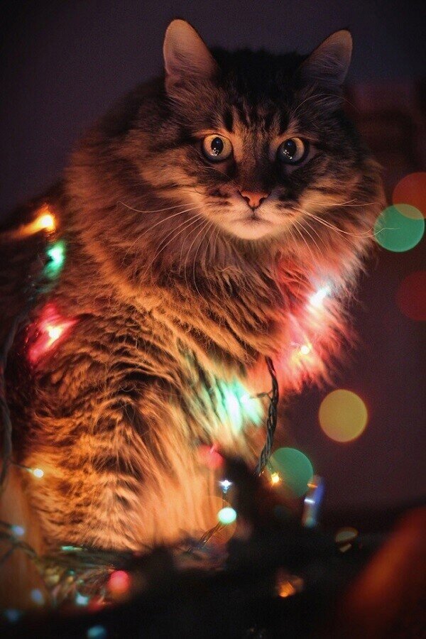 Оскар на охоте. Фото автора. 