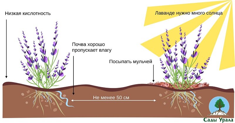 Бизнес план по выращиванию лаванды