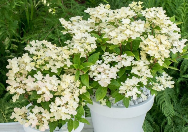 Гортензия Полистар: особенности и характеристика сорта, правила посадки, выращивания и ухода, отзывы