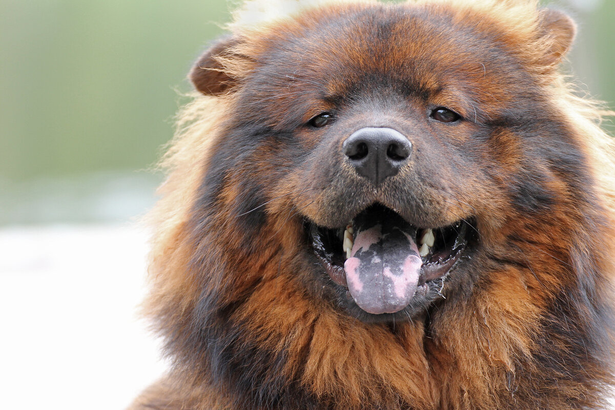 Евразиер (Фото: https://www.flickr.com/photos/pializ/35552738096/)