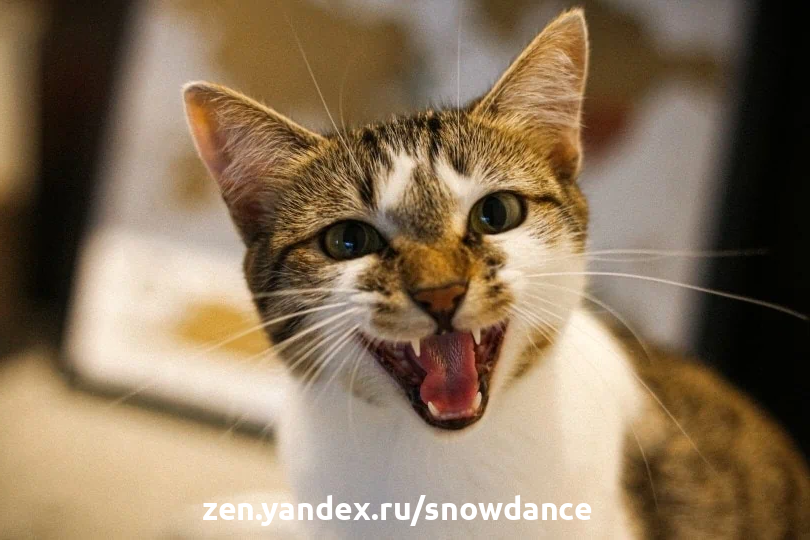 Кошка шипит: почему и что делать? | WHISKAS®