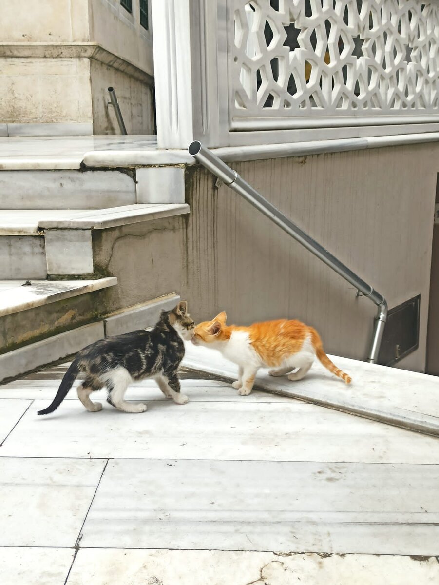 Коты и кошки с котятами живут при Мечетях