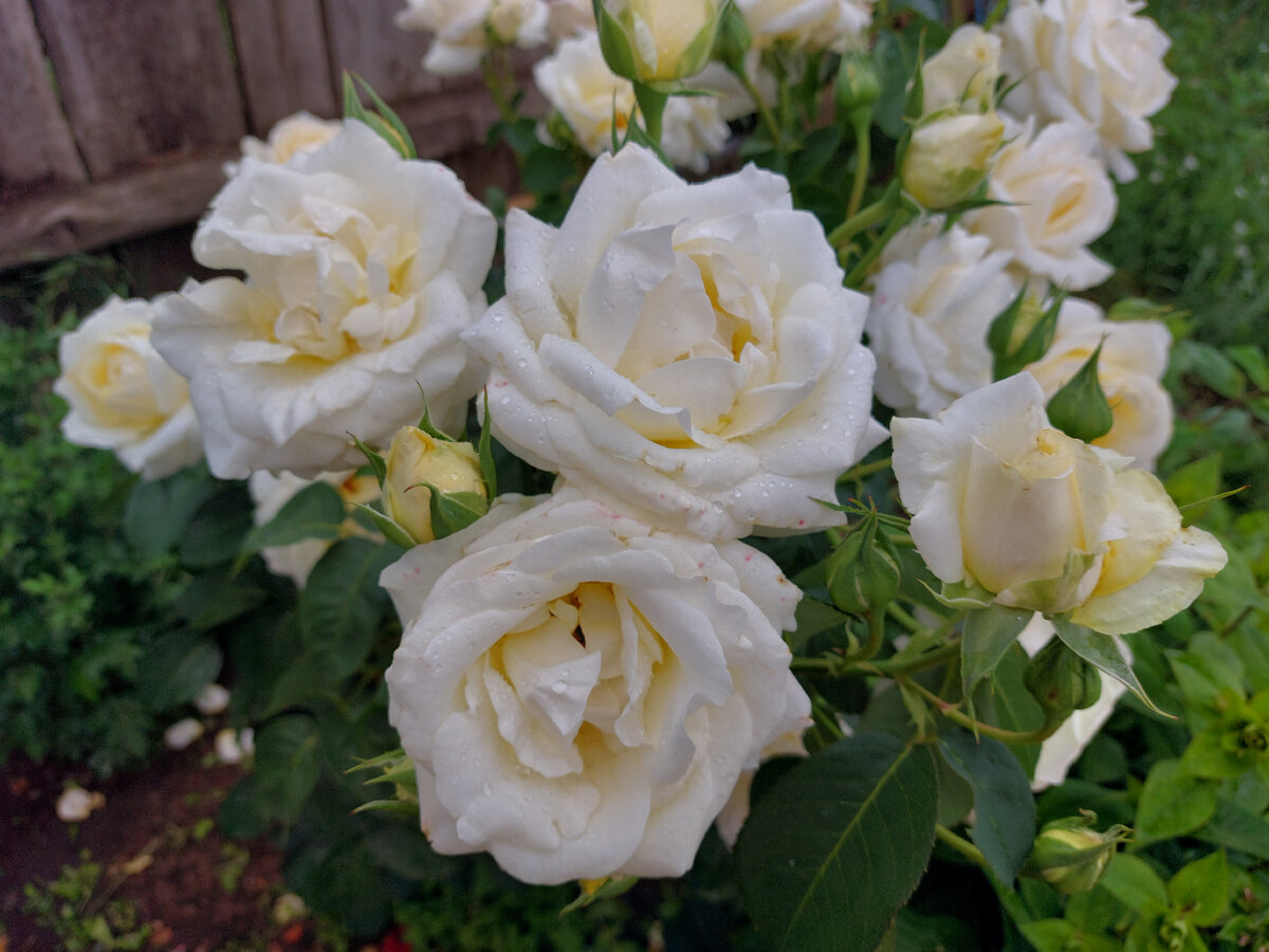 Бутоны тугие, хрустящие, /В каплях холодных рос.                                                   (@Эдуард Асадов "Белые розы")                                                               