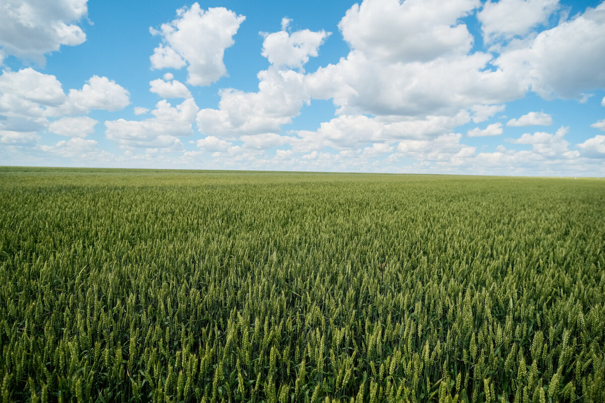 Grow field. С июльской средой картинки.