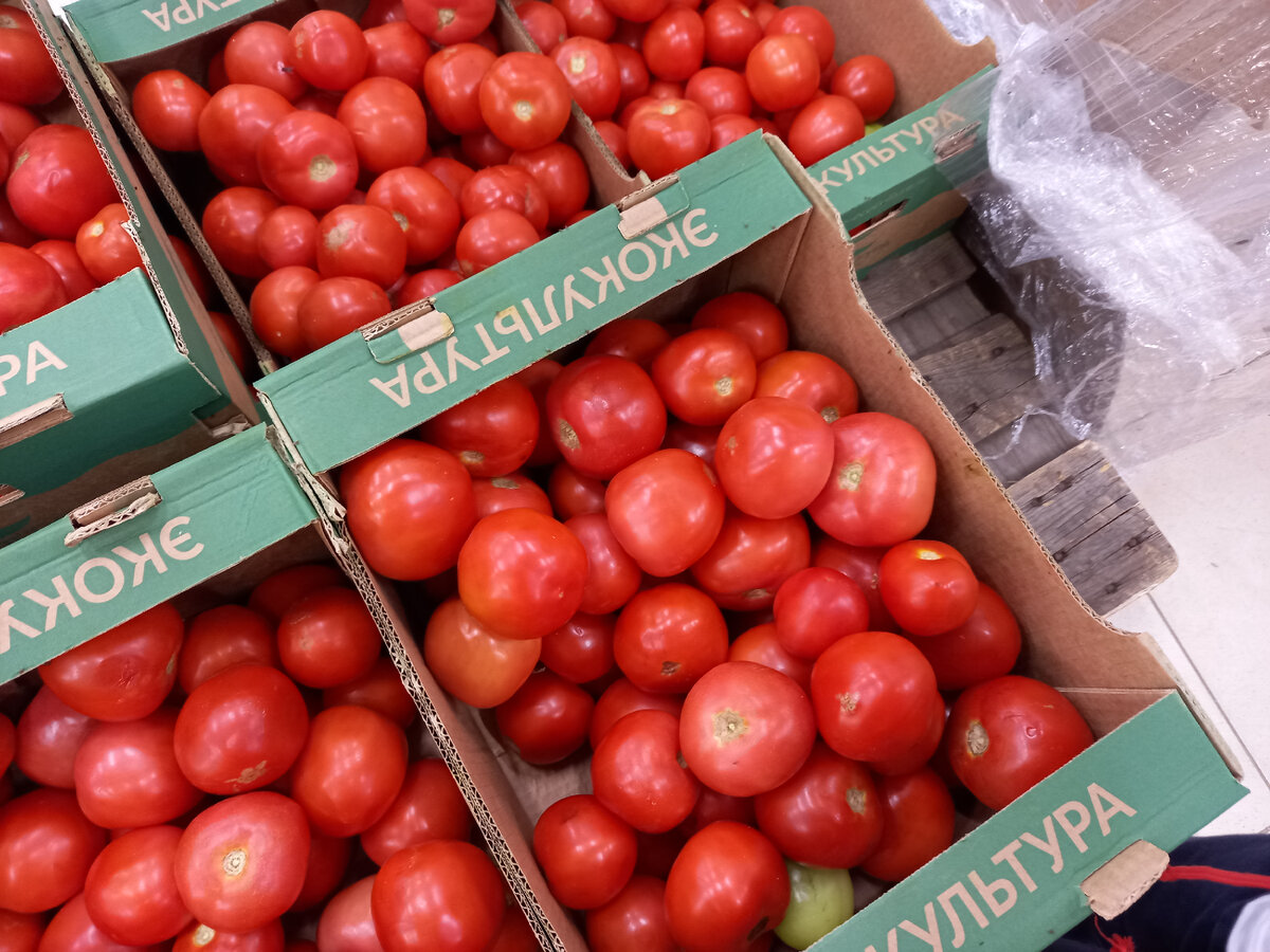 Фото автора. Томаты в Светофоре