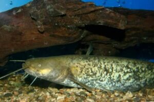 Любимое место сома
